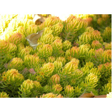 Очиток шиловидний ґрунтопокривний Ауреум | Sedum rupestre Aureum | Очиток шиловидный почвопокровный Ауреум