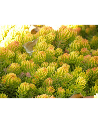 Очиток шиловидний ґрунтопокривний Ауреум | Sedum rupestre Aureum | Очиток шиловидный почвопокровный Ауреум