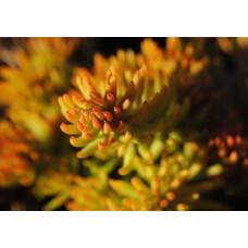 Очиток шиловидний ґрунтопокривний Ауреум | Sedum rupestre Aureum | Очиток шиловидный почвопокровный Ауреум