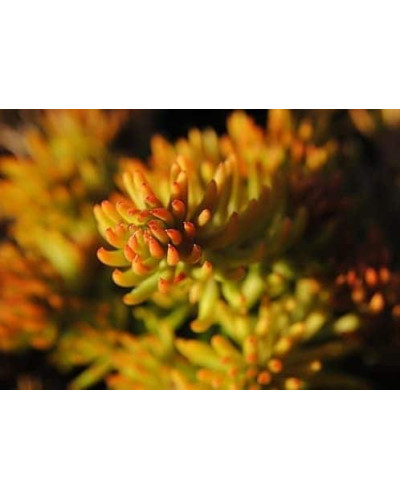 Очиток шиловидний ґрунтопокривний Ауреум | Sedum rupestre Aureum | Очиток шиловидный почвопокровный Ауреум