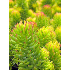 Очиток шиловидний ґрунтопокривний Ауреум | Sedum rupestre Aureum | Очиток шиловидный почвопокровный Ауреум