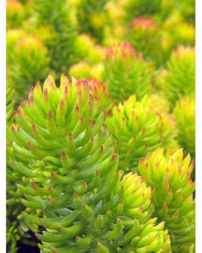 Очиток шиловидний ґрунтопокривний Ауреум | Sedum rupestre Aureum | Очиток шиловидный почвопокровный Ауреум