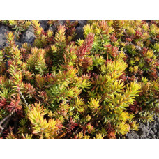 Очиток шиловидний ґрунтопокривний Ауреум | Sedum rupestre Aureum | Очиток шиловидный почвопокровный Ауреум