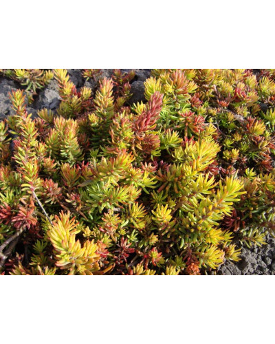 Очиток шиловидний ґрунтопокривний Ауреум | Sedum rupestre Aureum | Очиток шиловидный почвопокровный Ауреум