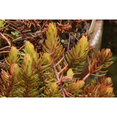 Очиток шиловидний ґрунтопокривний Ауреум | Sedum rupestre Aureum | Очиток шиловидный почвопокровный Ауреум