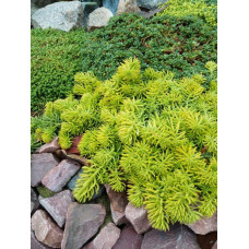 Очиток шиловидний ґрунтопокривний Ауреум | Sedum rupestre Aureum | Очиток шиловидный почвопокровный Ауреум