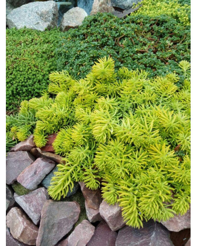 Очиток шиловидний ґрунтопокривний Ауреум | Sedum rupestre Aureum | Очиток шиловидный почвопокровный Ауреум