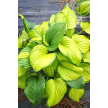 Хоста гібридна Стейнд Гласс | Хоста гибридная Стэйнд Гласс | Hosta hybrida Stained Glass