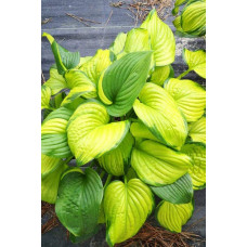 Хоста гібридна Стейнд Гласс | Хоста гибридная Стэйнд Гласс | Hosta hybrida Stained Glass