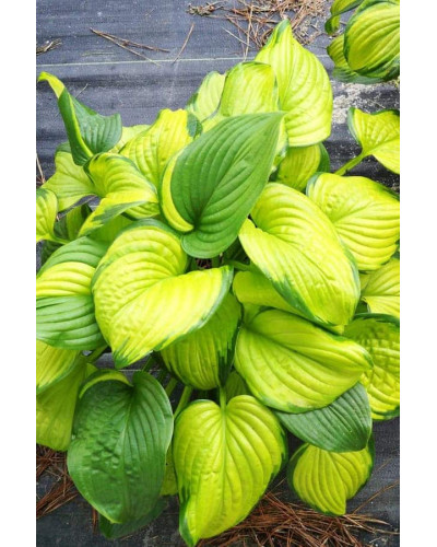 Хоста гібридна Стейнд Гласс | Хоста гибридная Стэйнд Гласс | Hosta hybrida Stained Glass
