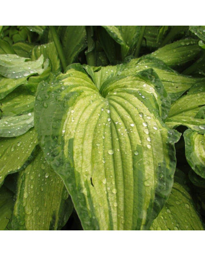 Хоста гібридна Стейнд Гласс | Хоста гибридная Стэйнд Гласс | Hosta hybrida Stained Glass