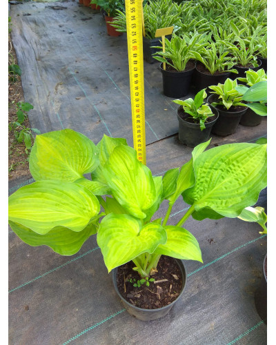 Хоста гібридна Стейнд Гласс | Хоста гибридная Стэйнд Гласс | Hosta hybrida Stained Glass