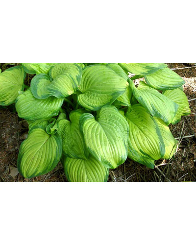Хоста гібридна Стейнд Гласс | Хоста гибридная Стэйнд Гласс | Hosta hybrida Stained Glass