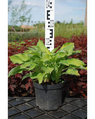 Хоста гібридна Стейнд Гласс | Хоста гибридная Стэйнд Гласс | Hosta hybrida Stained Glass