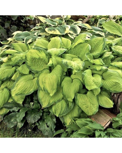 Хоста гібридна Стейнд Гласс | Хоста гибридная Стэйнд Гласс | Hosta hybrida Stained Glass