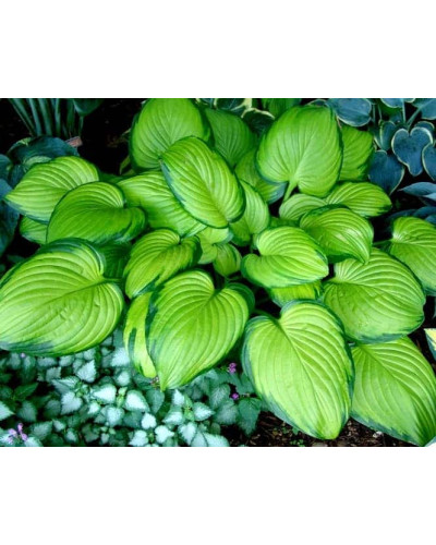Хоста гібридна Стейнд Гласс | Хоста гибридная Стэйнд Гласс | Hosta hybrida Stained Glass