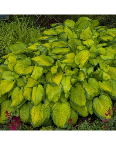 Хоста гібридна Стейнд Гласс | Хоста гибридная Стэйнд Гласс | Hosta hybrida Stained Glass