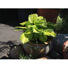 Хоста гібридна Стейнд Гласс | Хоста гибридная Стэйнд Гласс | Hosta hybrida Stained Glass