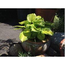 Хоста гібридна Стейнд Гласс | Хоста гибридная Стэйнд Гласс | Hosta hybrida Stained Glass