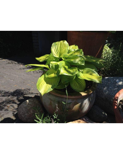 Хоста гібридна Стейнд Гласс | Хоста гибридная Стэйнд Гласс | Hosta hybrida Stained Glass