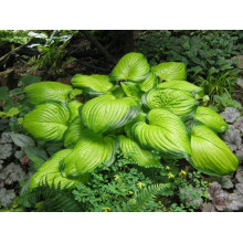 Хоста гібридна Стейнд Гласс | Хоста гибридная Стэйнд Гласс | Hosta hybrida Stained Glass