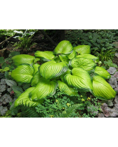 Хоста гібридна Стейнд Гласс | Хоста гибридная Стэйнд Гласс | Hosta hybrida Stained Glass