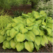 Хоста гібридна Стейнд Гласс | Хоста гибридная Стэйнд Гласс | Hosta hybrida Stained Glass