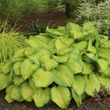 Хоста гібридна Стейнд Гласс | Хоста гибридная Стэйнд Гласс | Hosta hybrida Stained Glass