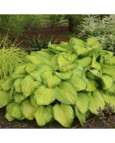 Хоста гібридна Стейнд Гласс | Хоста гибридная Стэйнд Гласс | Hosta hybrida Stained Glass