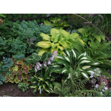 Хоста гібридна Стейнд Гласс | Хоста гибридная Стэйнд Гласс | Hosta hybrida Stained Glass