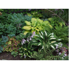 Хоста гібридна Стейнд Гласс | Хоста гибридная Стэйнд Гласс | Hosta hybrida Stained Glass