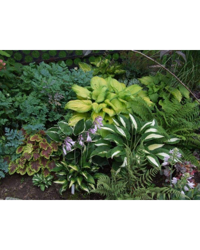 Хоста гібридна Стейнд Гласс | Хоста гибридная Стэйнд Гласс | Hosta hybrida Stained Glass
