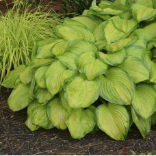 Хоста гібридна Стейнд Гласс | Хоста гибридная Стэйнд Гласс | Hosta hybrida Stained Glass