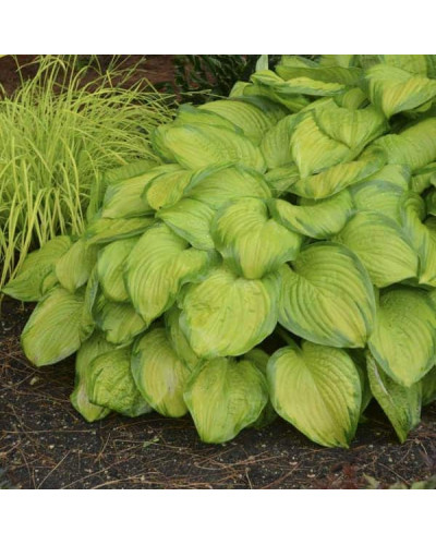 Хоста гібридна Стейнд Гласс | Хоста гибридная Стэйнд Гласс | Hosta hybrida Stained Glass