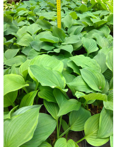 Хоста гібридна Стейнд Гласс | Хоста гибридная Стэйнд Гласс | Hosta hybrida Stained Glass