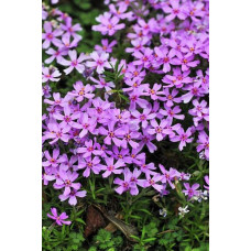 Флокс шилоподібний Пурпл Б’юті | Phlox subulata Purple Beauty | Флокс шиловидный Пурпл Бьюти