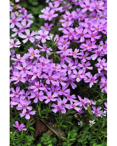 Флокс шилоподібний Пурпл Б’юті | Phlox subulata Purple Beauty | Флокс шиловидный Пурпл Бьюти