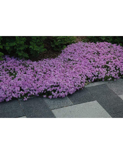 Флокс шилоподібний Пурпл Б’юті | Phlox subulata Purple Beauty | Флокс шиловидный Пурпл Бьюти