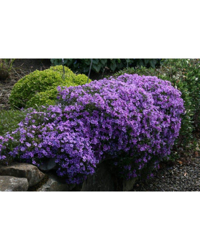 Флокс шилоподібний Пурпл Б’юті | Phlox subulata Purple Beauty | Флокс шиловидный Пурпл Бьюти