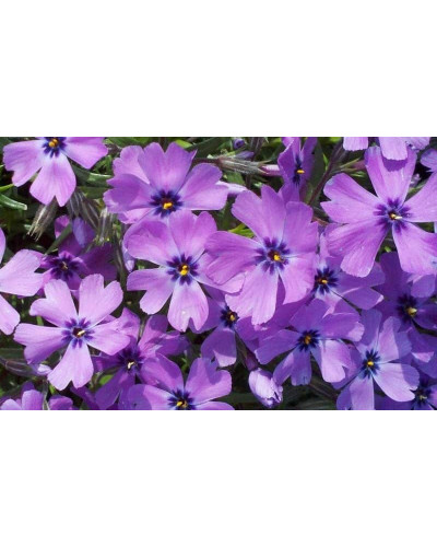 Флокс шилоподібний Пурпл Б’юті | Phlox subulata Purple Beauty | Флокс шиловидный Пурпл Бьюти