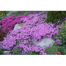Флокс шилоподібний Пурпл Б’юті | Phlox subulata Purple Beauty | Флокс шиловидный Пурпл Бьюти
