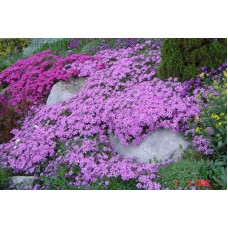 Флокс шилоподібний Пурпл Б’юті | Phlox subulata Purple Beauty | Флокс шиловидный Пурпл Бьюти