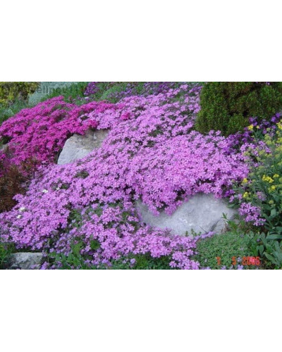Флокс шилоподібний Пурпл Б’юті | Phlox subulata Purple Beauty | Флокс шиловидный Пурпл Бьюти