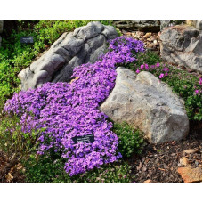 Флокс шилоподібний Пурпл Б’юті | Phlox subulata Purple Beauty | Флокс шиловидный Пурпл Бьюти