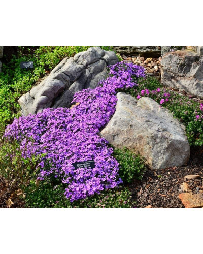 Флокс шилоподібний Пурпл Б’юті | Phlox subulata Purple Beauty | Флокс шиловидный Пурпл Бьюти
