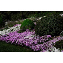 Флокс шилоподібний Пурпл Б’юті | Phlox subulata Purple Beauty | Флокс шиловидный Пурпл Бьюти