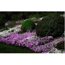 Флокс шилоподібний Пурпл Б’юті | Phlox subulata Purple Beauty | Флокс шиловидный Пурпл Бьюти
