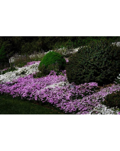Флокс шилоподібний Пурпл Б’юті | Phlox subulata Purple Beauty | Флокс шиловидный Пурпл Бьюти