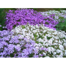 Флокс шилоподібний Пурпл Б’юті | Phlox subulata Purple Beauty | Флокс шиловидный Пурпл Бьюти