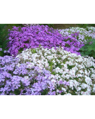 Флокс шилоподібний Пурпл Б’юті | Phlox subulata Purple Beauty | Флокс шиловидный Пурпл Бьюти